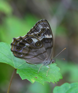 Southern Pearly-Eye